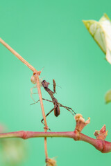 Uma aranha sobre uma planta, comendo um louva-a-deus, com fundo verde claro.