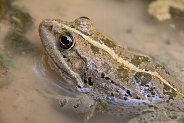 frog on the ground