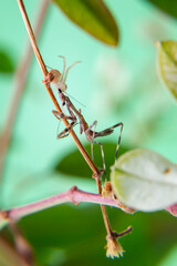 Uma aranha sobre uma planta, comendo um louva-a-deus, com fundo verde claro.