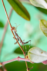 Uma aranha sobre uma planta, comendo um louva-a-deus, com fundo verde claro.