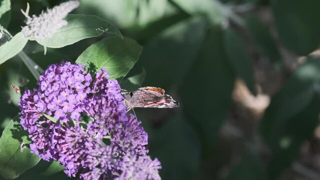 Vanessa atalanta, red admiral, is a beautiful butterlfy with black wings, bands and white spots, feeding on summer lilac, butterfly bush or Buddleja davidii on a sunny day.