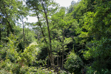 Path in the Bosco Magnano on a summer day. Chiaromonte, Potenza, Basilicata, Italy