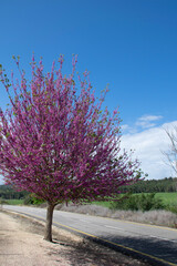 Obraz premium tree in bloom