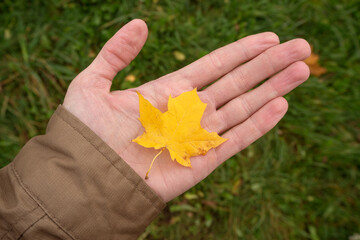 Hand holds maple yellow leaf on the background
