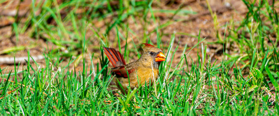 Naklejka na ściany i meble Female cardinal in the grass