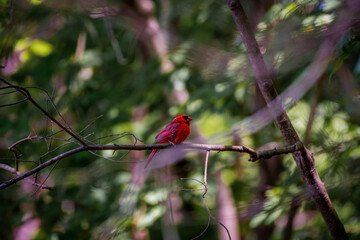 Northern cardinal perched on branch