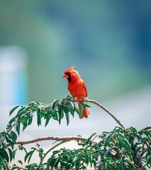 Northern cardinal perched on branch
