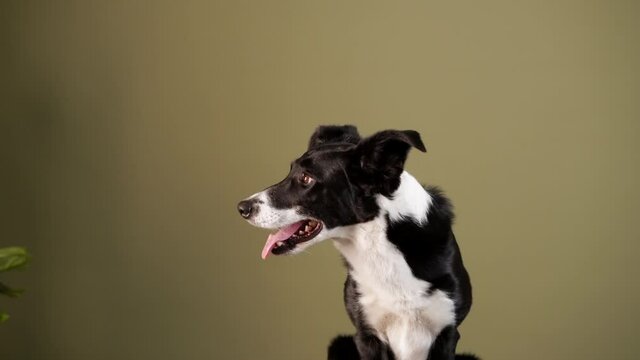 the Border Collie close-up. dog indoors. happy pet against the background of wall 