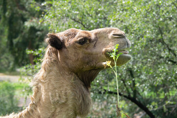 camel in the zoo