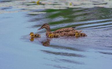 Mallard duck with ducklings swimming along on the water