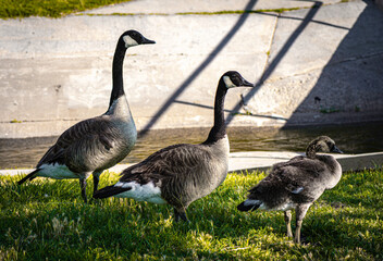 Canadian geese walking in formation on the grass