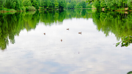 four wild ducks are swimming on a beautiful pond with green trees on the shore