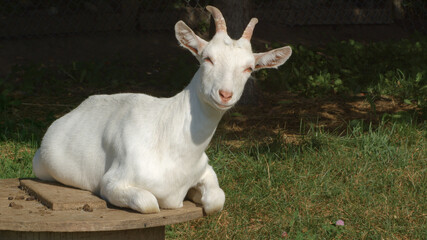 Obraz premium happy goat farm animal resting in sun light organic agriculture dairy farming