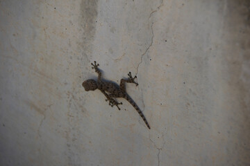 lizard on stone wall