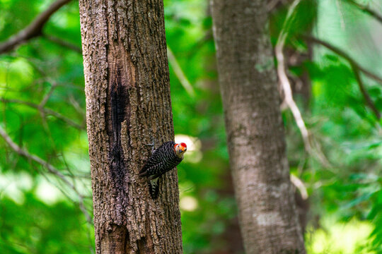 Red crown woodpecker perched on a tree in a thick forest hunting for food