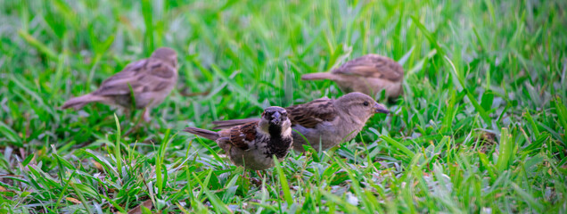 Naklejka na ściany i meble Backyard sparrows eating bird feed in the grass