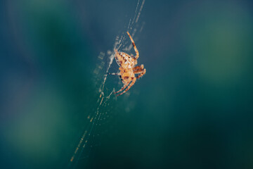 Spider sitting in middle of web during sunset 