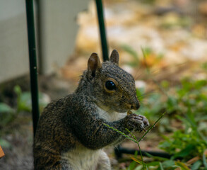 Cute backyard grey squirrel stealing nuts and seeds from the bird feeders