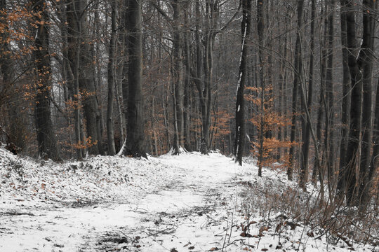 snowy forest on a winter day with some orange leaves on trees, Germany