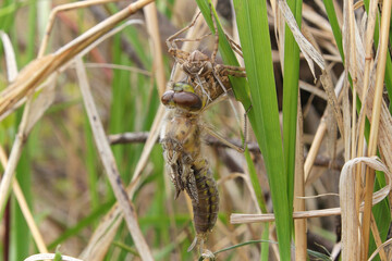 Macro view of a dragonfly emerging from a nymph