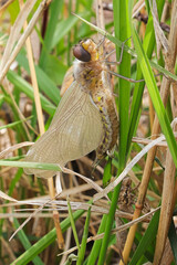 Macro view of a dragonfly unopened wings just after hatching