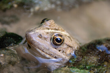 frog in aquarium