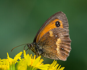 Fototapeta premium Gatekeeper butterfly feeding on yellow flower