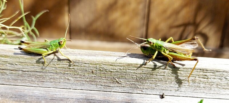 accouplement de criquets