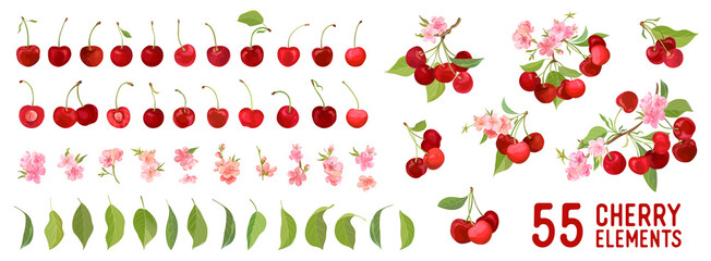 Cherry berry fruits, flowers, leaves vector watercolor element illustration. Set of whole, cut in half, sliced on pieces