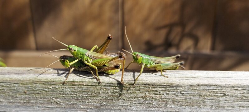 accouplement  de criquets