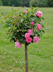 Rosa  Rosensträucher auf der Wiese