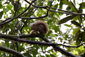 Squirrel eating a banana on a tree in a rainy day. Brazilian squirrel species. Squirrel's tail on top of the head - Powered by Adobe
