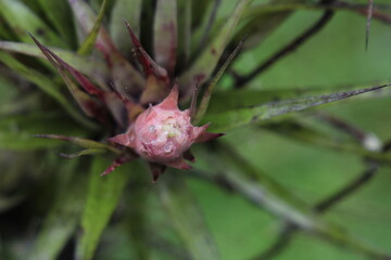 Wild Bromeliad in the middle of a S&atilde;o Paulo Florest. 
