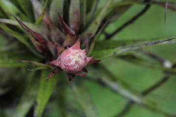 Wild Bromeliad in the middle of a São Paulo Florest. 