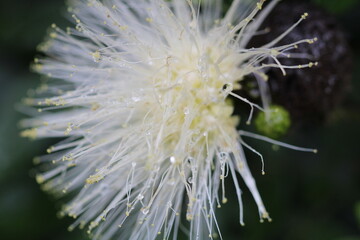 White Calliandra (Calliandra harrisii) Close-up of a flower with 
water droplets