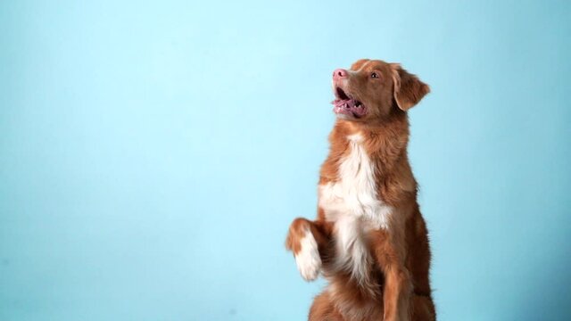 dog shows tricks, Gives a paw. Obedient Nova Scotia Duck Tolling Retriever on a blue background