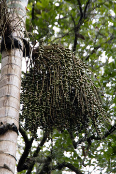 Jussara palm tree. Jussara is the fruit of palm Euterpe edulis. 