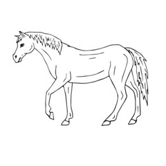 Vector hand drawn doodle sketch horse isolated on white background