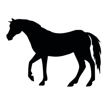 Vector hand drawn horse silhouette isolated on white background