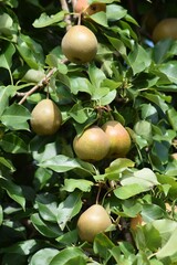 pears food fruit tree ripe delicious sweet bartlett