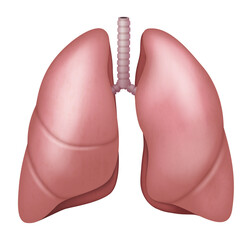 Realistic lungs anatomy structure. Respiration system organ. Human lungs 3d model