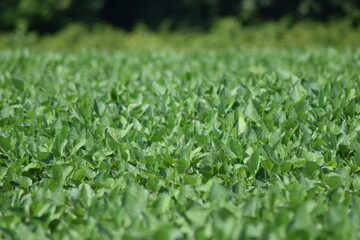 crops crop soybean fields farms food 