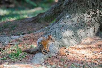 red squirrel close-up sitting by a tree
