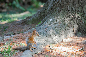 red squirrel close-up sitting by a tree