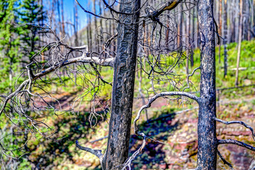 New growth and charred remains of a forest be-felled by fire in Waterton Lake Alberta