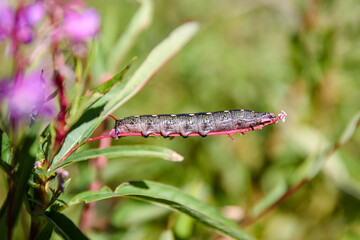 Caterpillars on new growth in Blackiston Falls region of Alberta
