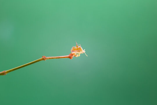 Uma cochonilha caminhando em uma planta com o fundo verde claro.