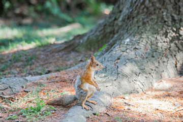 red squirrel close-up sitting by a tree