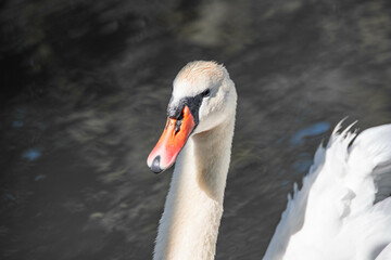 Fototapeta premium beautiful white swan close up in the lake