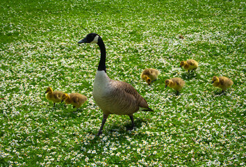 A family of geese and goslings in Kew Gardens, London, UK